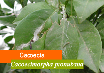 Cacoecia