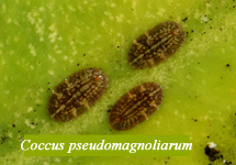 Coccus pseudomagnoliarum