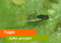 Aphis gossypii