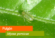 Myzus persicae