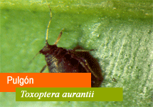 Toxoptera aurantii