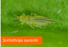 Scirtothrips aurantii