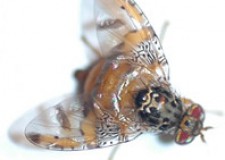 Campaña seguimiento mosca de la fruta (Ceratitis capitata) 2018 Campaña seguimiento mosca de la fruta (Ceratitis capitata) 2018