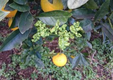 Contención de Trioza erytreae, vector del huanglongbing (HLB) de los cítricos Contención de Trioza erytreae, vector del huanglongbing (HLB) de los cítricos