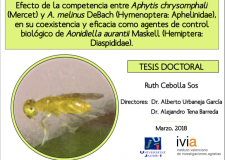 Tesis doctoral aporta novedades para el control biológico del piojo rojo de California en cítricos. Tesis doctoral aporta novedades para el control biológico del piojo rojo de California en cítricos.