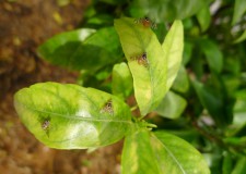 Actualización campaña mosca de la fruta (Ceratitis capitata) Actualización campaña mosca de la fruta (Ceratitis capitata)