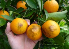 Nuevo contenido sobre el trips de la orquídea Nuevo contenido sobre el trips de la orquídea