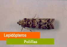 Resolución autorización excepcional feromona Cryptoblabes gnidiella Resolución autorización excepcional feromona Cryptoblabes gnidiella