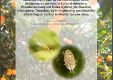 Tesis doctoral aporta novedades sobre Delottococcus aberiae y Trioza erytreae Tesis doctoral aporta novedades sobre Delottococcus aberiae y Trioza erytreae