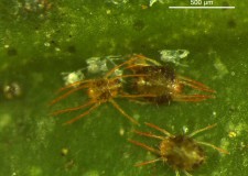 Incremento de la incidencia de Eutetranychus sp. Incremento de la incidencia de Eutetranychus sp.