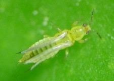 Control químico de Scirtothrips en cítricos