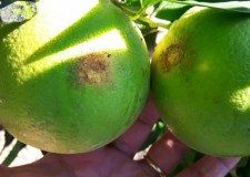 El IVIA impulsa un proyecto para frenar el impacto del trips de las orquídeas (Chaetanaphothrips orchidii) El IVIA impulsa un proyecto para frenar el impacto del trips de las orquídeas (Chaetanaphothrips orchidii)