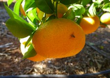Campaña seguimiento mosca de la fruta 2019 Campaña seguimiento mosca de la fruta 2019