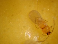 Fig. 2. Macho adulto del piojo rojo de California.