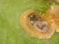 Caparreta blanda parasitada por C. lycimnia