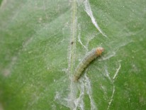 Fig. 3. Larva de cacoecia