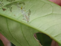 Fig. 2. Larva de cacoecia