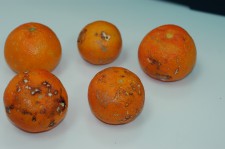 Fig. 3. Daños en fruto producidos por caracoles.