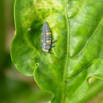 Larva de Adalia bipunctata