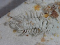 Larva de Cryptolaemus montrouzieri. Foto de J. Catalán
