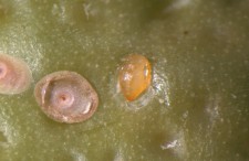 Piojo rojo de California parasitado por E. perniciosi