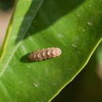 Larva de Sírfido