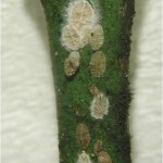 Fig. 6. El hongo Verticillium lecanii atacando ninfas de caparreta negra
