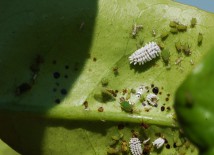Larvas de Scymnus alimentándose de pulgones