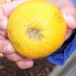 Daño producido en fruta