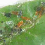 Larvas de A. aphidimiza depredando en una colonia de pulgones