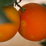 Picaduras en naranja producidas por C. capitata