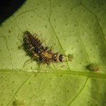 Larva de Crisopa depredando pulgones