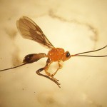 Fig. 2. Parasitoide de la mosca de la rfuta: Diachasmimorpha tryoni 