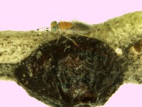 Fig. 3. M. lounsburyi sobre hembra