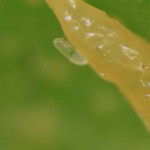 Huevo de C. phyllocnistoides sobre larva de minador