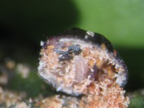 Larva de Scutellista caeruela depredando huevos de capareta