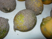 Fig. 2. Limones cubiertos por escudos de serpeta gruesa