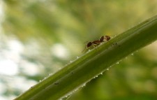 Fig. 3. Obrera de la hormiga argentina