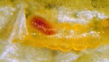 Larva de C. phyllocnistoide sobre minador