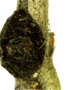 M. lounsburyi parasitando caparreta negra. Foto de A. Tena