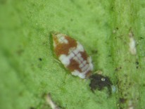 Larva de Semidalis aleyrodiformis