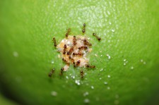 Fig. 1. Ninfas de cotonet cuidadas por hormigas.