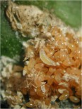 Larva de S. caeruela alimentándose de huevos de caparreta negra