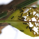 Figura 4.- Adultos de Tapinoma nigerrimum se alimentan de hoja de cítricos.