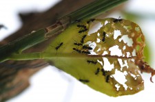 Figura 4.- Adultos de Tapinoma nigerrimum se alimentan de hoja de cítricos.