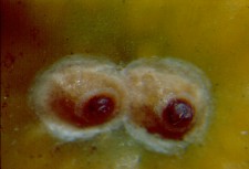 Hemiberlesia rapax