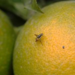 La Generalitat inicia los tratamientos terrestres contra la mosca de la fruta en zonas citrícolas