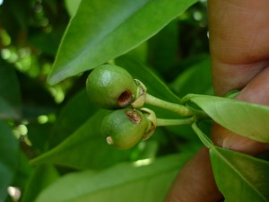 Daños de H. armigera en frutos pequeños. Foto A. Tena