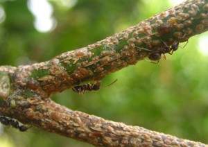 Adulto de hormiga L. grandis. Foto de A. Tena.