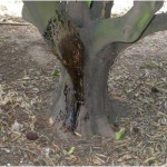 Figura 3.- Exudación gomosa en un árbol afectado por Phytophthora.